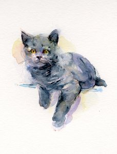 Chaton gris