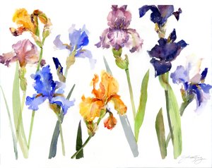 Iris, 2014 - John Keeling