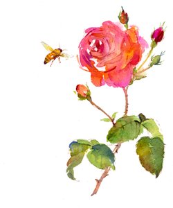 Rose avec abeille