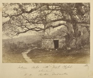 Chênes de Valonea avec la chapelle grecque au-dessus. B.H. Renkioi, Dardanelles