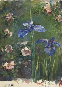 Roses sauvages et iris, 1887