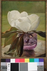 Fleur de magnolia