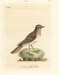 Pipit austral, Anthus novaeseelandiae. Gravure à la main par John Latham de son propre A General History of Birds