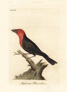 Barbican à bec noir, Lybius guifsobalito. Gravure à la main en cuivre dessinée et gravée par John Latham de son propre A General History of Birds, Winchester