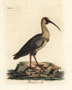 Ibis à face noire, Theristicus melanopis. Gravure à la main par John Latham de son propre A General History of Birds