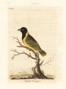 Tisserin à tête noire et collier jaune, Ploceus melanocephalus capitalis (Tangara capitale, Tanagra capitalis). Gravure sur cuivre coloriée à la main dessinée et gravée par John Latham de son propre A General History of Birds, Winchester