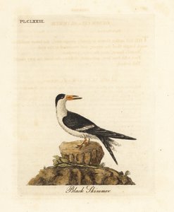 Bec-en-ciseaux noir, Rynchops niger (Rhynchops nigra). Gravure à la main en couleur dessinée et gravée par John Latham de son propre A General History of Birds, Winchester