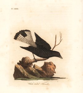 Traquet noir, Oenanthe leucura (Grive à queue blanche, Turdus leucurus). Gravure sur cuivre coloriée à la main dessinée et gravée par John Latham de son propre A General History of Birds, Winchester - John Latham