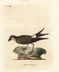 Glaréole à collier, Glareola pratincola. Gravure à la main par John Latham de son propre A General History of Birds, Winchester