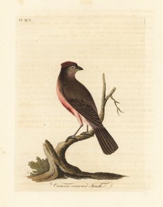 Sizerin flammé, Carduelis flammea (Pinson à couronne cramoisie, Fringilla flammea). Gravure à la main en cuivre dessinée et gravée par John Latham de son propre A General History of Birds, Winchester