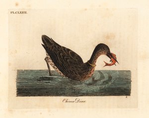 Cormoran utilisé pour la pêche en Asie, peut-être un grand cormoran, Phalacrocorax carbo, ou cormoran japonais, Phalacrocorax capillatus. Gravure à la main par John Latham de son propre A General History of Birds