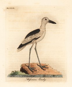 Drome ardéole, Dromas ardeola. Gravure à la main par John Latham de son propre A General History of Birds