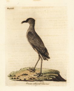 Courvite isabelle, Cursorius cursor (Cursorius europaeus). Gravure à la main en couleur dessinée et gravée par John Latham de son propre A General History of Birds, Winchester