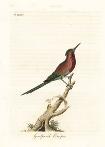 Souimanga siparaja, Aethopyga siparaja seheriae (Grimpereau de Goulpourah). Gravure à la main en cuivre dessinée et gravée par John Latham de son propre A General History of Birds, Winchester - John Latham
