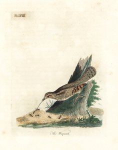 Torcol fourmilier, Jynx torquilla. Gravure à la main par John Latham de son propre A General History of Birds, Winchester - John Latham