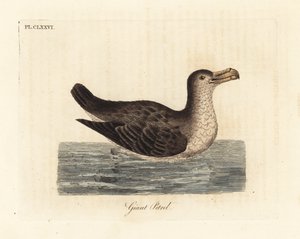 Pétrel géant, Macronectes giganteus. Gravure à la main en cuivre dessinée et gravée par John Latham de son propre A General History of Birds, Winchester
