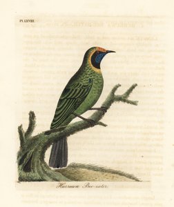 Verdin à front doré, Chloropsis aurifrons. (Hurruwa mangeur d