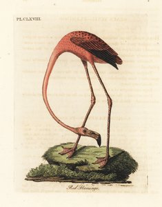 Flamant rose, Phoenicopterus roseus, ou Flamant américain, Phoenicopterus ruber (Flamant rouge, Phaenicopterus ruber). Gravure sur cuivre dessinée et gravée par John Latham de son propre A General History of Birds, Winchester