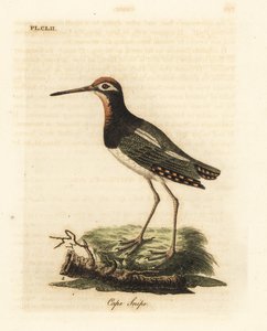 Bécassine peinte, Rostratula benghalensis (Bécassine du Cap, Scolopax capensis). Gravure sur cuivre dessinée et gravée par John Latham de son propre A General History of Birds, Winchester
