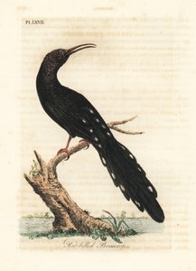 Irrisor à bec rouge, Phoeniculus purpureus. Gravure à la main en cuivre dessinée et gravée par John Latham de son propre A General History of Birds, Winchester