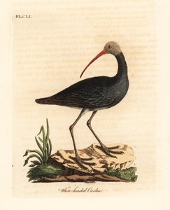 Ibis hadada, Bostrychia hagedash. Gravure à la main par John Latham de son propre A General History of Birds, Winchester