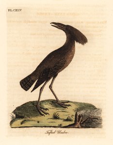 Ombrette africaine, Scopus umbretta. Gravure à la main par John Latham de son propre A General History of Birds, Winchester