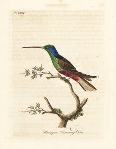 Colibri arlequin, Trochilus multicolor. Spécimen fabriqué au British Museum. Gravure à la main en cuivre dessinée et gravée par John Latham de son propre A General History of Birds, Winchester - John Latham