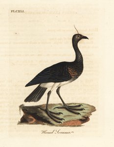 Kamichi cornu, Anhima cornuta. Gravure à la main en cuivre dessinée et gravée par John Latham de son propre A General History of Birds, Winchester