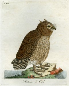 Chouette Hutum, 1821