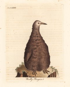 Manchot royal, Aptenodytes patagonicus, juvénile (Manchot laineux). Gravure sur cuivre dessinée et gravée par John Latham de son propre A General History of Birds, Winchester