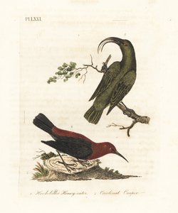Akialoa mineur, Hemignathus obscurus (éteint) et myzomèle cardinal, Myzomela cardinalis. (Mangeur de miel à bec crochu vert, Certhia obscura, originaire d