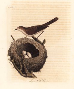 Fauvette babillarde, Sylvia curruca, avec nid et œufs. Gravure à la main par John Latham de son propre A General History of Birds, Winchester - John Latham