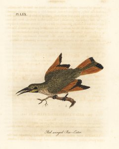 Petit guêpier, Merops pusillus (Guêpier à ailes rouges, Merops erythropterus). Afrique. Gravure à la main en couleur par John Latham de son propre A General History of Birds, Winchester - John Latham