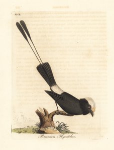 Tyran à longue queue, Colonia colonus. Gravure à la main par John Latham de son propre A General History of Birds - John Latham