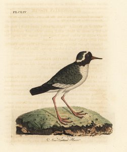 Pluvier de Nouvelle-Zélande, Charadrius obscure (Charadrius novae Zealandiae). En danger. Gravure sur cuivre dessinée et gravée par John Latham de son propre A General History of Birds, Winchester