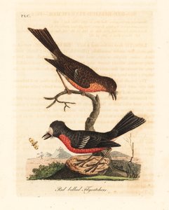 Rouge-gorge de Norfolk, Petroica multicolor multicolor (Moucherolle à ventre rouge, Muscicapa erythrogastra). Gravure à la main en couleur par John Latham de son propre livre A General History of Birds, Winchester