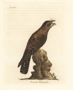 Potoo du Nord, Nyctibius jamaicensis. Gravure à la main par John Latham de son propre A General History of Birds, Winchester
