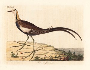 Jacana à longue queue, Hydrophasianus surgus (Jacana chinois, Parra sinensis). Gravure sur cuivre dessinée et gravée par John Latham de son propre A General History of Birds, Winchester