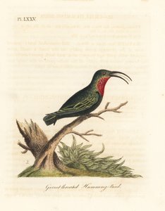 Colibri caribéen à gorge pourpre, Eulampis jugularis (Colibri à gorge grenat, Trochilus granatinus). Gravure à la main en cuivre dessinée et gravée par John Latham de son propre A General History of Birds, Winchester - John Latham