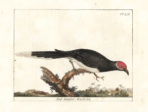 Malkoha à face rouge, Phaenicophaeus pyrrhocephalus. Gravure à la main par John Latham de son propre A General History of Birds, Winchester