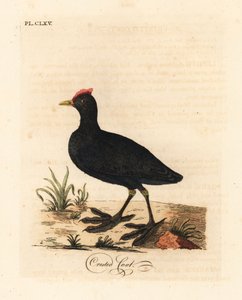 Foulque à crête, Fulica cristata. Gravure sur cuivre dessinée et gravée par John Latham de son propre A General History of Birds, Winchester