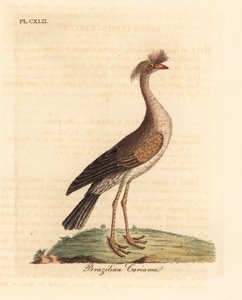 Cariama huppée, Cariama cristata. Gravure à la main par John Latham de son propre A General History of Birds, Winchester
