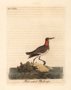 Phalarope à bec étroit, Phalaropus lobatus. Gravure à la main par John Latham de son propre A General History of Birds, Winchester - John Latham