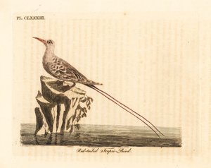 Phaéton à queue rouge, Phaethon rubricauda. Gravure à la main par John Latham de son propre A General History of Birds