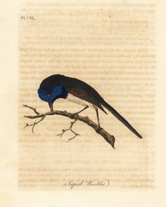 Mérion élégant, Malurus elegans. Gravure à la main par John Latham de son propre A General History of Birds, Winchester