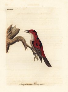 Myzomèle écarlate, Myzomela sanguinolenta. Australie. Gravure à la main en cuivre dessinée et gravée par John Latham de son propre A General History of Birds, Winchester