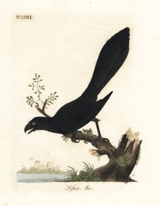 Ani à bec lisse ou ani mineur, Crotophaga ani. Gravure à la main en couleur dessinée et gravée par John Latham de son propre A General History of Birds, Winchester - John Latham