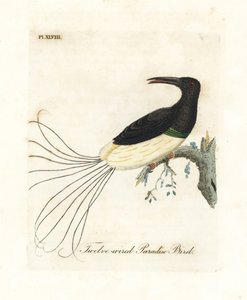 Oiseau de paradis à douze fils, Seleucidis melanoleucus (Paradisea nigricans). Gravure à la main en couleur par John Latham de son propre A General History of Birds, Winchester - John Latham