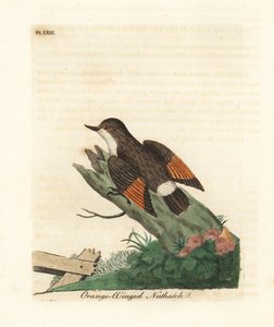 Sittelle variée, Daphoenositta chrysoptera (Sittelle à ailes orange, Sitta chrysoptera). Gravure à la main en cuivre dessinée et gravée par John Latham de son propre A General History of Birds, Winchester