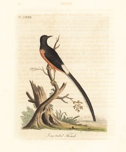 Shama à croupion blanc, Copsychus malabaricus macrourus. Gravure à la main par John Latham de son propre A General History of Birds, Winchester